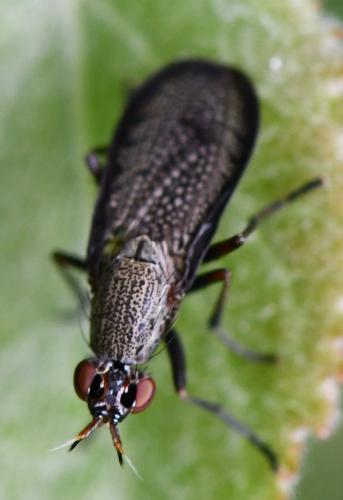 Réf. 260 583 : Coremacera marginata